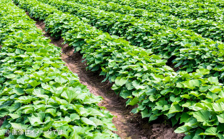 【先行予約】 訳あり 数量限定 紅はるか さつまいも 約10kg 1箱 紅はるか[AYAJ005]