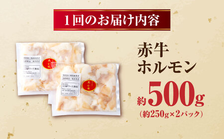 【全6回定期便】 赤牛 ホルモン 500g（250g×2パック） / 小腸 シロホルモン もつ 熊本県産 冷凍[AYBV038]