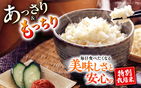 【令和7年度】 くまさんの輝き 玄米 5kg (1袋) 玄米[AYCC020]