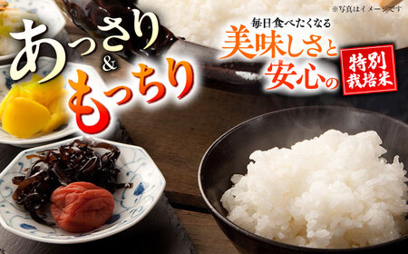 【令和7年度】 【全6回定期便】 くまさんの輝き 白米 10kg 計60kg 白米[AYCC036]