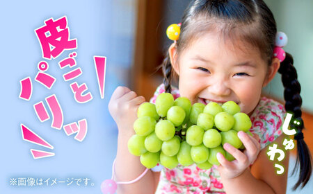 2026年発送分 先行予約】【数量限定】【訳あり】シャインマスカット 約