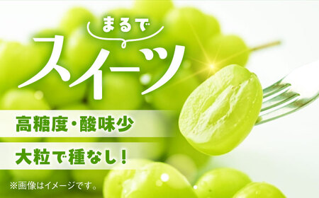 2026年発送分 先行予約】【数量限定】【訳あり】シャインマスカット 約