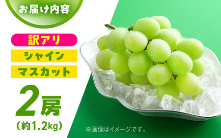 2026年発送分 先行予約】【数量限定】【訳あり】シャインマスカット 約