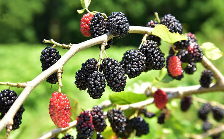 桑の実ジャム 食べくらべセット 2個入（発酵桑の実ジャム×1・桑の実ジャム×1）[AYBM007]