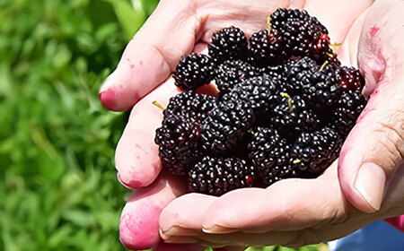 桑の実ジャム 食べくらべセット 2個入（発酵桑の実ジャム×1・桑の実ジャム×1）[AYBM007]