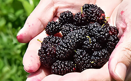 つぶつぶ桑の実 ジャム 2個セット（140g×2）ジャム[AYBM009]