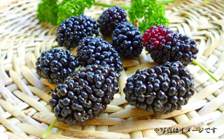 発酵桑の実 ジャム 3個セット（100g×3）ジャム[AYBM012]