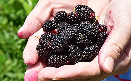 発酵桑の実 ジャム 2個セット（100g×2）ジャム[AYBM011]