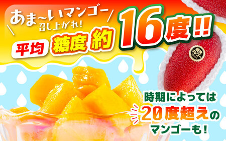 【2026年発送分 先行予約】秀品 菊池マンゴー 約1kg（2～3玉）L～3Lサイズ マンゴー[AYDF003]