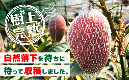 【2026年発送分 先行予約】秀品 菊池マンゴー 約1kg（2～3玉）L～3Lサイズ マンゴー[AYDF003]