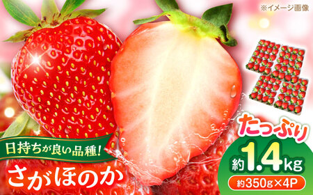 【先行予約】いちご さがほのか 百花園ファーム 約1.4kg（約350g×4P）20粒/P Lサイズ 【亀井通産 株式会社】[AYBQ085]