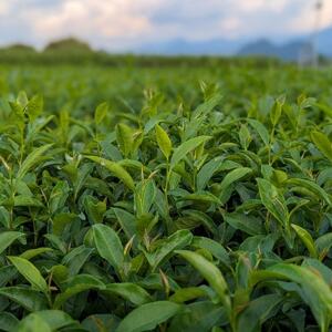 熊本県美里町産【JAS有機認証】GABA紅茶(3gティーバッグ 15袋)2個【1623596】