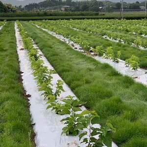 熊本県美里町産 有機栽培認証 桑の葉茶(100g×2個)_飲料・ドリンク 茶 _【1219571】