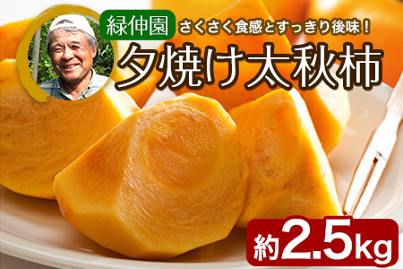 『緑伸園』の大玉 夕焼け太秋柿 約2.5kg 4-7玉前後 《11月下旬-12月中旬頃出荷》 予約受付中 フルーツ 秋 旬 柿 ★大きく綺麗な秋の夕日のような色と形★