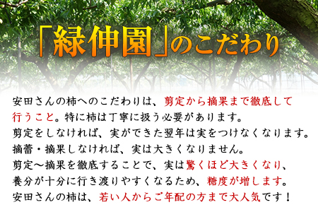 『緑伸園』の大玉 夕焼け太秋柿 約2.5kg 4-7玉前後 《11月下旬-12月中旬頃出荷》 予約受付中 フルーツ 秋 旬 柿 ★大きく綺麗な秋の夕日のような色と形★