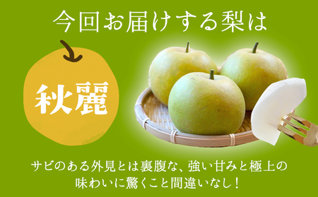 さかもと果樹園の玉東梨 秋麗梨 約5kg (6玉-18玉前後) 《8月中旬-8月下旬頃出荷》【日付指定・品種指定不可】 熊本県玉名郡玉東町 ｜なし フルーツ ナシ 果物 熊本県梨 玉東町梨