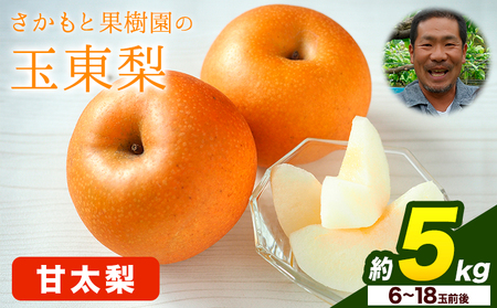 さかもと果樹園の玉東梨 甘太梨 約5kg (6玉-18玉前後) 《9月中旬-9月下旬頃出荷》【日付指定・品種指定不可】 熊本県玉名郡玉東町 ｜なし フルーツ ナシ 果物 熊本県梨 玉東町梨