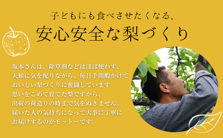 さかもと果樹園の玉東梨 甘太梨 約5kg (6玉-18玉前後) 《9月中旬-9月下旬頃出荷》【日付指定・品種指定不可】 熊本県玉名郡玉東町 ｜なし フルーツ ナシ 果物 熊本県梨 玉東町梨