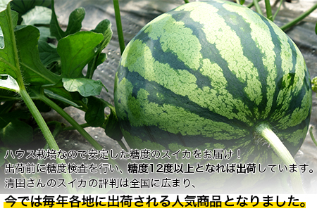 『清晃アグリ』のすいか 1玉約6～7kg 熊本県玉名郡玉東町『清晃アグリ』すいか フルーツ 果物 熊本県産《4月下旬-5月下旬頃出荷》｜人気スイカ ブランドスイカ 特産スイカ 熊本県スイカ 玉東町スイカ 大人気返礼品