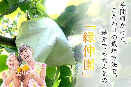 『緑伸園』旬の梨 たっぷり約3kg (旬の品種をお届けします！) 4-8玉前後入り《8月中旬-9月下旬頃より順次出荷》 期間限定 予約受付中熊本県玉名郡玉東町産なし 果物 スイーツ フルーツ デザート スムージー 