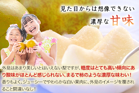 熊本県玉東町産『緑伸園』の秋麗梨 期間限定 たっぷり約3kg 5-9玉前後《8月上旬-8月下旬頃出荷》 なし 秋麗 果物 スイーツ フルーツ デザート スムージーにも ｜ブランド梨 人気梨 特産品梨 熊本県梨 玉東町梨 大人気返礼品