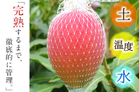 くまもと完熟マンゴー 2～3玉『清田ファミリー農園』熊本【日付指定不可】