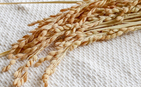 【マイスターのいるお店】お米屋さんの作った米粉 250g×12