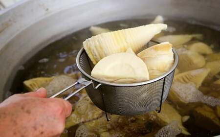 瞬間冷凍 ハーフカットたけのこ 計1.5kg(300g×5袋) 無添加 九州産 熊本県 南関町 安全 便利 惣菜 煮物 おかず