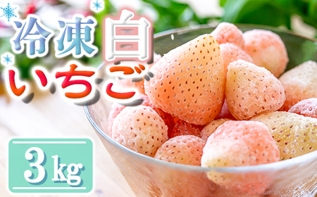 【数量限定】農家直送 南関町産 冷凍白いちご(品種淡雪) 3Kg 訳あり 数量限定 淡雪 加工用 産地直送 冷凍 スムージーやジャムにも便利