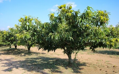やさい畑の美味しい栗 3Kg  9月中旬から順次発送