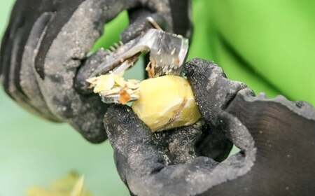 南関産 冷凍むき栗 900g (300g×3袋) 令和7年産 マロン 季節 手仕上げ 秋の味覚 材料 菓子 国産 熊本県 無添加 冷凍