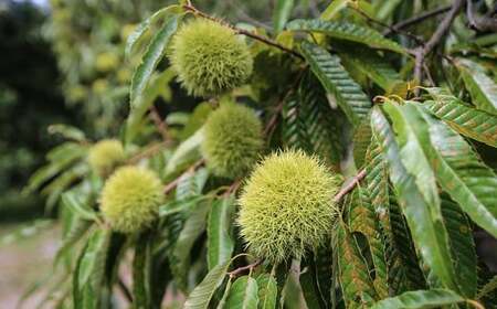 南関産 冷凍むき栗 900g (300g×3袋) 令和7年産 マロン 季節 手仕上げ 秋の味覚 材料 菓子 国産 熊本県 無添加 冷凍