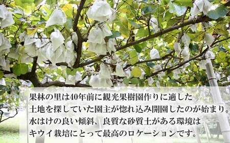 火の国ジャンボキウイ 9玉【大玉・完熟】 嬉しい大きさ