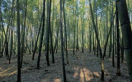 【先行受付】農家厳選「朝堀たけのこ」 4kg予約 4月中旬発送 熊本県 南関町産 春 筍
