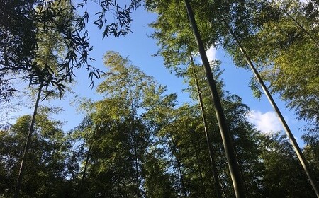 【先行受付】たけのこ畑で育てた赤土たけのこ 4kg予約 3月下旬発送 熊本県 南関町産 春 筍