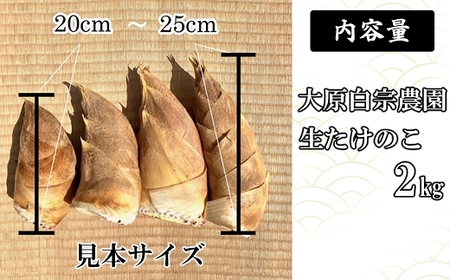 【先行受付】《限定数量》極上 白宗たけのこ 2kg予約 3月〜4月上旬発送 熊本県 南関町産 春 筍