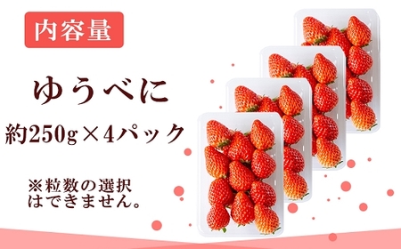 【先行予約】農家直送 南関町産いちご(ゆうべに) 計1kg 4パック 家庭用 4月初旬～末まで 順次発送　Sから3Lまで混在