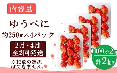 定期便(全2回)【先行予約】農家直送 南関町産いちご(ゆうべに) 計1kg 4パック×2 家庭用 2月・4月の2回発送 Sから3Lまで混在