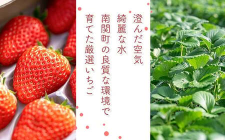 定期便(全2回)【先行予約】農家直送 南関町産いちご(ゆうべに) 計1kg 4パック×2 家庭用 2月・4月の2回発送 Sから3Lまで混在