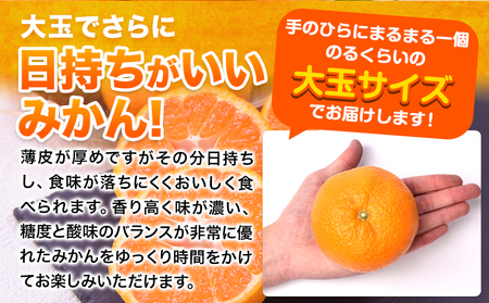 ご家庭用 熊本 大粒みかん 約2.5kg (3L～5Lサイズ)大玉 みかん 先行予約 熊本 ちょっと 訳あり 傷 たっぷり 熊本県産 熊本県 期間限定 フルーツ 旬 柑橘 長洲町 大粒みかん《2026年1月中旬-2月末頃出荷》