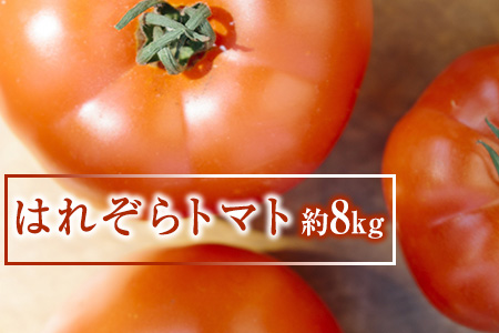 熊本県産 桃太郎トマト 約8kg 小玉サイズ 四ツ山食品《2019年11月下旬~2020年6月下旬頃より順次出荷(土日祝除く)》