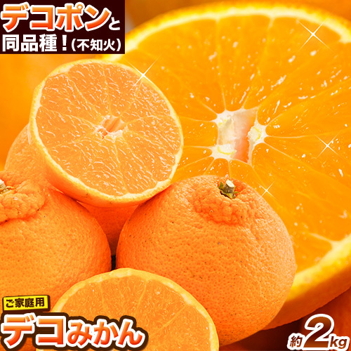 ご家庭用 デコみかん 約2.5kg 6～12玉前後《2026年2月上旬-4月末頃より出荷予定》デコポン（不知火）と同品種 熊本県産 熊本県 長洲町 訳あり