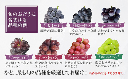 〈プラスワン企画実施中〉 シャインマスカット 2房 ＋ お試しぶどう 1房 計 1.4kg Orchard M《8月中旬-10月上旬頃出荷》熊本県 長洲町 果物 フルーツ スイーツ デザート