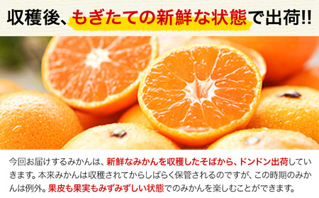 甘さと酸味のおいしさが凝縮 小玉みかん 10kg「5kg×2箱」訳あり