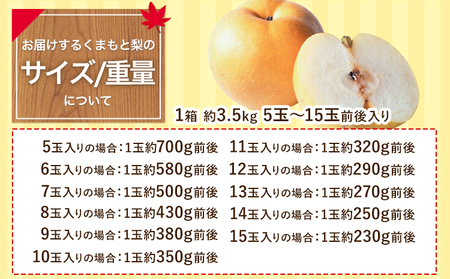 【先行予約】熊本 県産 くまもと 梨 約3.5kg 5玉～15玉前後 期間限定 フルーツ 果物 予約 スイーツ 梨 熊本県 長洲町 クール便 《8月下旬‐10月中旬頃より順次発送》