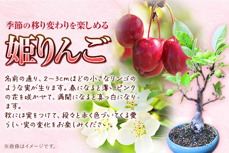 樹心園 盆栽 姫リンゴの木 30日以内に順次出荷 土日祝除く ひめりんご 姫林檎 イヌリンゴ 盆栽作家 徳永功 熊本県長洲町 ふるさと納税サイト ふるなび