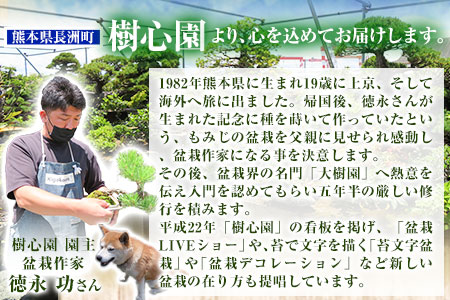 盆栽 樹心園 赤松 盆栽 インテリア ぼんさい 《30日以内に出荷予定(土日祝除く)》あかまつ 盆栽作家 徳永功