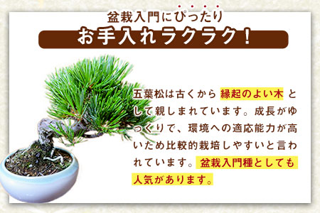 盆栽 樹心園 五葉松 盆栽 インテリア ぼんさい 松 《30日以内に出荷予定(土日祝除く)》ごようまつ 盆栽作家 徳永功