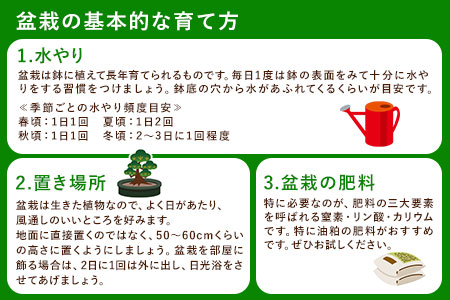 盆栽 樹心園 五葉松 盆栽 インテリア ぼんさい 松 《30日以内に出荷予定(土日祝除く)》ごようまつ 盆栽作家 徳永功