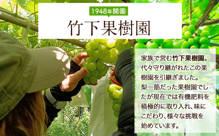 訳あり シャインマスカット1.5kg 竹下果樹園《8月中旬-9月上旬頃出荷》 期間限定 熊本県長洲町産 フルーツ ぶどう 葡萄 ご家庭用